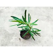羅漢松--觀葉植物 3吋盆