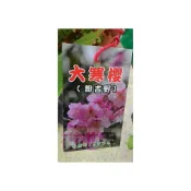 (店+)花森好市-喬木  大寒櫻 -粉吉野櫻 頭徑4.5 cm美植袋高2M-2M5不可超取