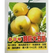 超巨大五星枇杷/嫁接琵琶/黃金琵琶/怪獸琵琶/嫁接苗/永吉種苗園