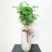 旺旺樹、進財樹 | 開幕、恭賀送禮首選【新竹限定免運】落地盆栽