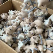 全球選品1館 生活百貨 肥奧娜貓薄荷小老鼠解悶含鈴鐺逗貓花枝玩具逗貓