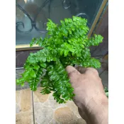 「紅舖子」澎澎 蕨｜3吋盆～療癒系 澎澎蕨苔球空氣淨化蕨類植物 實物拍攝小品盆栽 2026/6月