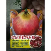 【花果山🐒】 -- 石榴:突尼斯軟籽、胭脂紅軟籽、紅鑽石榴、黑珍珠、天使紅、三白、狀元紅、重瓣白 扦插苗