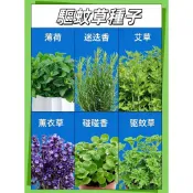 新品驅蚊草種子100粒 蚊仔草 防蚊樹 香草種子 羅勒 迷迭香 艾草 薄荷 香茅 豬籠草 防蚊盆栽 陽台庭院 室內外種植