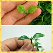 綸間好物🍁25個一套 仿真迷你樹葉 2片葉子 塑膠薄荷葉 奶油膠DIY食玩配件 小樹葉