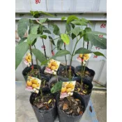 ☆麻絲園種苗☆ 新興果樹/巨無霸墨西哥山竹ㄧ嫁接苗