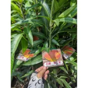 ★綠霖園藝★台蜜一號芒果 嫁接苗 高度70公分 新興果樹/水果樹苗/美觀植物/果苗/嫁接/植物