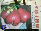 ╭＊田尾玫瑰園＊╯新品種水果苗-(天霸王蓮霧)