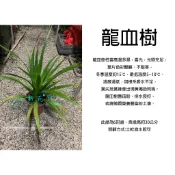 心栽花坊-龍血樹/龍鐵樹/超商易折損/6吋盆/觀葉植物/室內植物/綠化環境/售價300特價250