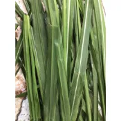 【n0900台灣健立最便宜】2022 現摘現寄的新鮮牧草(狼尾草)全葉1KG±10% (最多10公斤太多的話會很