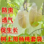 楊桃專用套袋番石榴番石榴種植袋大棗防蟲水果保護透明薄膜袋