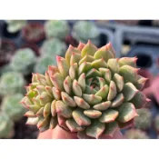【多肉好好買】一寸盆 奧利維亞 多肉植物 現貨