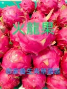 大火龍果枝條【每年1~6月底優惠.7~12月限量優惠不同】