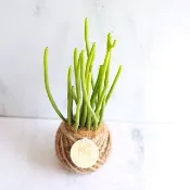 PD41綠珊瑚小苔球 / 室內植栽 多肉植物