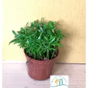 🌸植plant&flower~羅漢松 種子盆栽