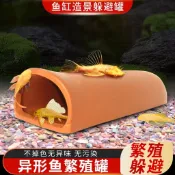🐟柏諺水族🐟藍眼胡子，藍眼大帆，帝王迷宮，黃金斑馬專用繁殖罐