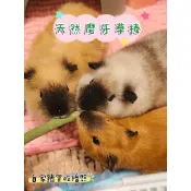 「🎀靜媽幸福小舖🎀」好吃爆啃 天然水果磨牙草棒 提摩西草/苜蓿草/果園草 添加蘋果香蕉泥  磨牙玩具 天竺鼠/兔子/龍貓
