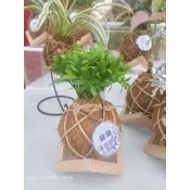 《藤興手作工坊》羅漢松水苔球_療癒小物_植栽_辦公室擺設_送禮_室內植物_淨化空氣