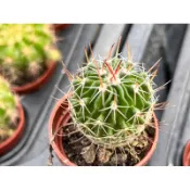 【多肉好好買】千波萬波 仙人掌植物 現貨