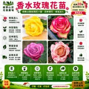 台灣現貨🌹【20款玫瑰花苗】🌹 基地直達 自家種植 香水玫瑰 稀有玫瑰 玫瑰種根 玫瑰花苗 四季開花 觀賞花卉 多年生