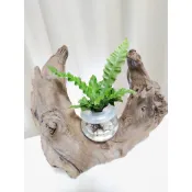 《Kamata🌈》☘️銀翼山蘇☘️水培/水耕植物 鐵角蕨 巢蕨類 皺葉山蘇 療癒小物 熱銷款~另售「裸株」