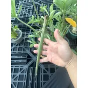 沙漠玫瑰高種阿拉伯種子1️⃣顆🔟塊