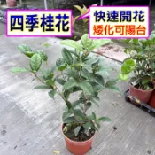 四季桂花〈多花性〉🟡已會開花🟡桂花 日本香水桂 日本變色桂 專利武藤紅桂花 桂花樹  桂花苗，住大樓買家也可在陽台開花