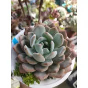 【台鳳轉角多肉】Succulents夢露系列  8角3吋~6“盆 韓國多肉植物 多肉 盆栽
