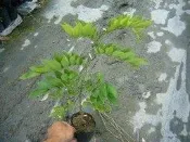╭＊田尾玫瑰園＊╯珍貴樹種-(海南黃花梨)3.5吋高50cm120元.