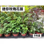 😊 迷你玫瑰花苗 😊  迷你 小玫瑰花苗 3吋盆 賞花盆栽 特價45元 (觀賞用植栽)
