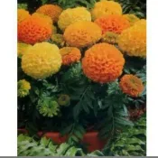 萬壽菊種子(混合色)花海萬壽菊 大包裝種子 1公斤/包 約260000粒