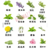 驅蚊草（100粒）強效驅蚊蟑螂 薄荷九層塔 萬壽菊 驅蚊草 濃香型花卉 盆栽驅蚊草種子 蓄意草種子迷迭香種子