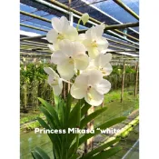 《總柴花園》萬代蘭（白色）成株！！V.Mikasa (White)