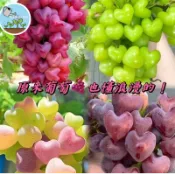 🍇【夢幻新品】心願葡萄種子｜陽光玫瑰寶石葡萄｜四季庭院盆栽｜實現您的心願果園 葡萄種子大全 現貨水果種籽