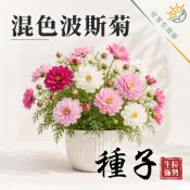 混色波斯菊種子🔥重瓣花型.約150粒🔥大波斯菊種子 紋瓣波斯菊種子 黃波斯菊 花海種子 花卉種子 蔬果種子