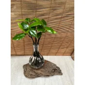 水耕植物-毛柿、台灣黑檀木