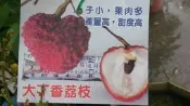 花田厝_水果苗—大丁香荔枝--果肉軟Ｑ~ 又被稱為「蒟蒻荔枝」/8吋1尺盆高約45-60cm