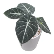 (店+)開心農元 觀葉植物 黑絲絨觀音蓮 白色盆栽