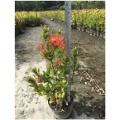 【紅花矮仙丹】3寸袋苗 紅色仙丹 圍籬植物 綠籬 庭園造景 景觀工程