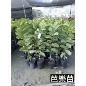 芭樂：芭珍珠芭樂/梨仔拔/水蜜芭樂/紅寶石芭樂/嫁接苗/永吉種苗園