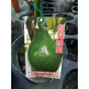 ★綠霖園藝★厚兒酪梨嫁接苗（B）高度50公分 室內植物/景觀植物/新興果樹/水果樹苗/新興果樹/美觀植物/果苗/嫁接
