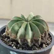 🌸籠の国🌸正稜極品 實生辛頓花籠 珍稀仙人掌 Aztekium hintonii 6cm