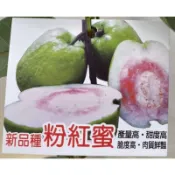 ★綠霖園藝★粉紅蜜芭樂 粉紅蜜拔 嫁接苗高度約50公分 觀賞植物/水果樹苗/新興果樹/果苗/嫁接/植物/盆栽