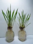華盛頓椰子  一棵10元