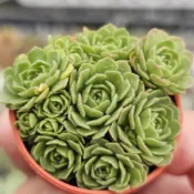 4公分盆“迷你蓮 ”🔥穩根品🌵多肉植物❤️蘭心花卉