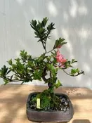 《夢花火》盆景-日本皋月杜鵑品種名（立山之舞）/盆栽/植栽