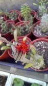 妞妞花園 多肉植物 普西莉菊 3吋盆