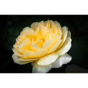 （限量）大衛奧斯汀-夏洛特 Charlotte - 7-8寸！超人氣商品！《蟹老闆園藝花卉🤟》藤本玫瑰苗