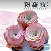 🌵✧植得栽✦【粉羅拉】山地玫瑰/景天科/韓國多肉/多肉植物/多肉/韓國進口多肉/植栽/植物/Succulents/園藝