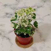 雪花福祿桐 小品 室內植物 觀葉植物 淨化空氣【苔苔樂】